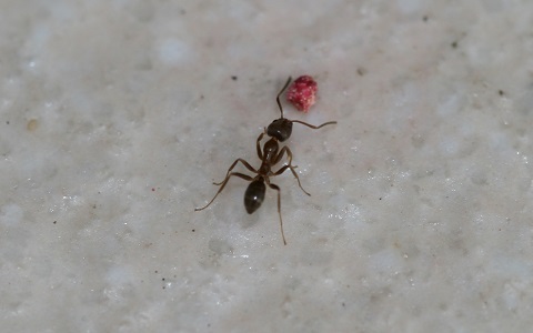 Control de hormiga argentina mediante el uso de termitas tratadas con insecticida